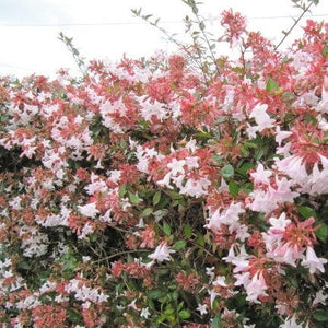 Abelia grandiflora Shrubs