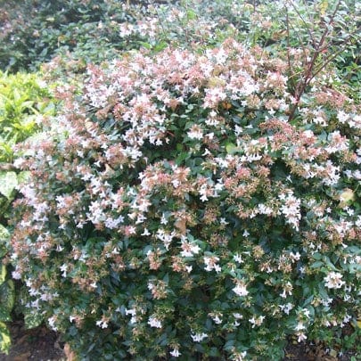 Abelia grandiflora Shrubs