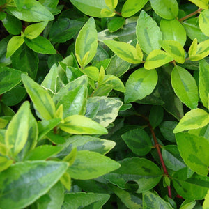 Abelia grandiflora Shrubs