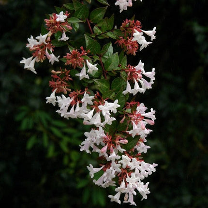 Abelia grandiflora Shrubs