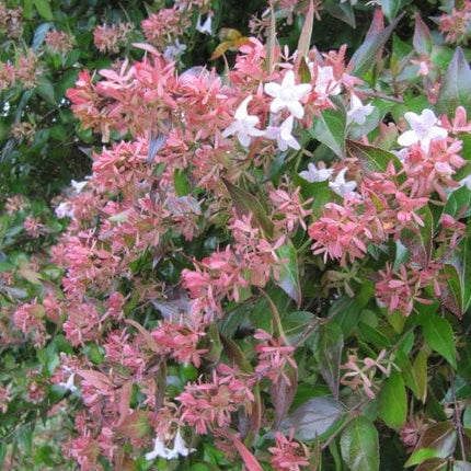 Abelia grandiflora Shrubs