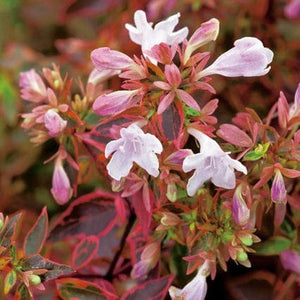 Abelia Sunshine Daydream Shrubs