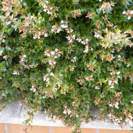 Abelia Sunshine Daydream Shrubs