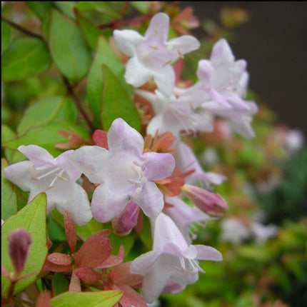 Abelia Sunshine Daydream Shrubs