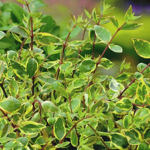 Abelia Sunshine Daydream Shrubs