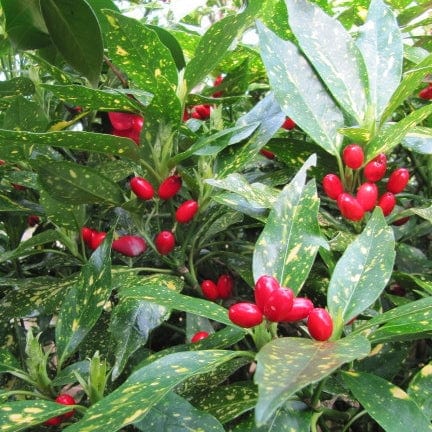 Aucuba japonica Crotonifolia Shrubs