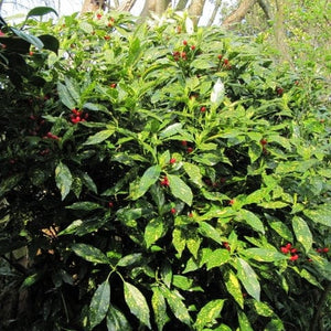 Aucuba japonica Crotonifolia Shrubs