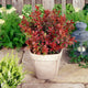Berberis 'Admiration' | Japanese Barberry Shrubs