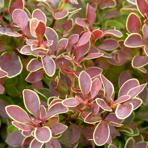 Berberis 'Admiration' | Japanese Barberry Shrubs