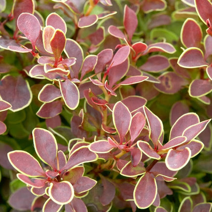Berberis 'Admiration' | Japanese Barberry Shrubs