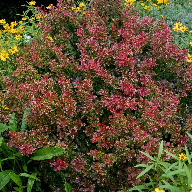 Berberis 'Admiration' | Japanese Barberry Shrubs