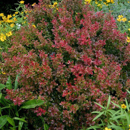 Berberis 'Admiration' | Japanese Barberry Shrubs