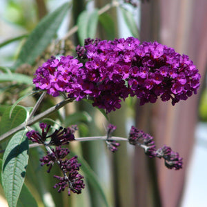 Buddleja davidii Black Knight | Butterfly Bush Shrubs