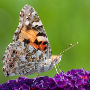 Buddleja davidii Black Knight | Butterfly Bush Shrubs