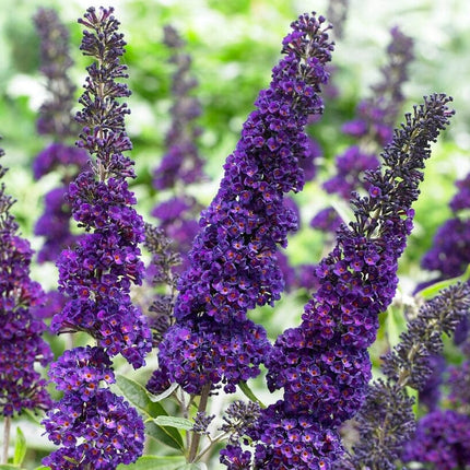 Buddleja davidii Black Knight | Butterfly Bush Shrubs