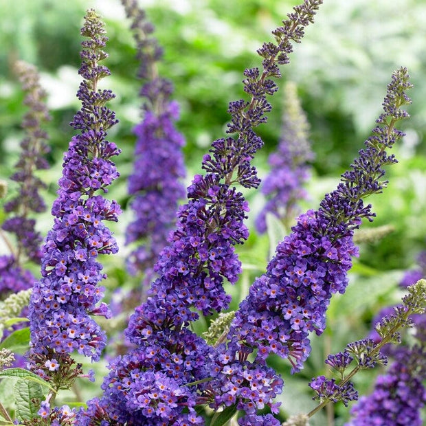 Buddleja davidii Empire Blue | Butterfly Bush Shrubs