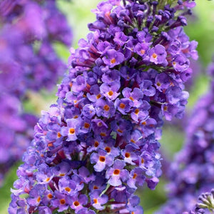 Buddleja davidii Empire Blue | Butterfly Bush Shrubs