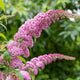 Buddleja davidii Pink Delight | Butterfly Bush Shrubs