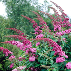 Buddleja davidii Pink Delight | Butterfly Bush Shrubs