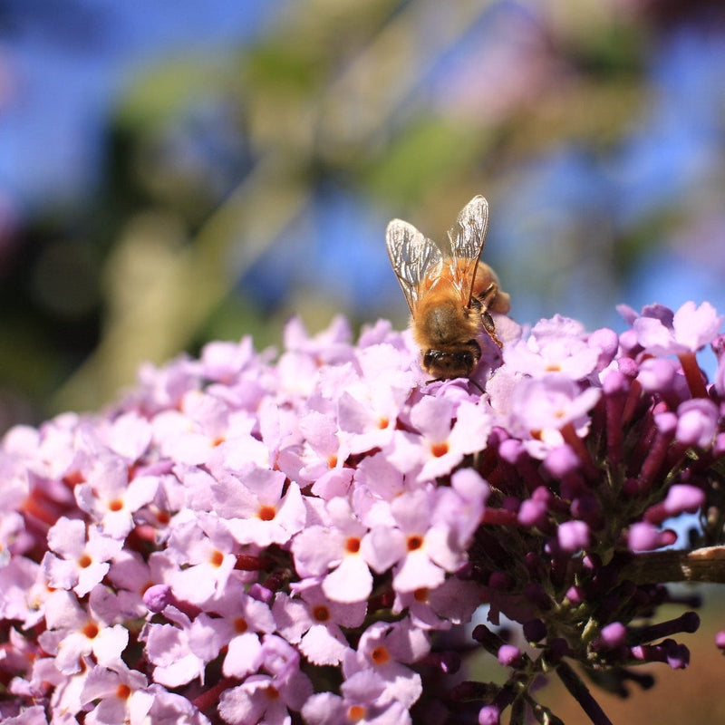 Buddleja davidii Pink Delight | Butterfly Bush Shrubs