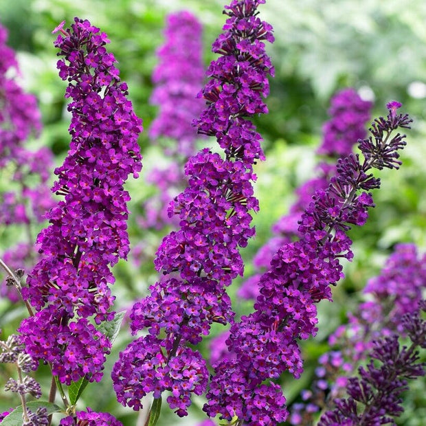 Buddleja davidii Royal Red | Butterfly Bush Shrubs