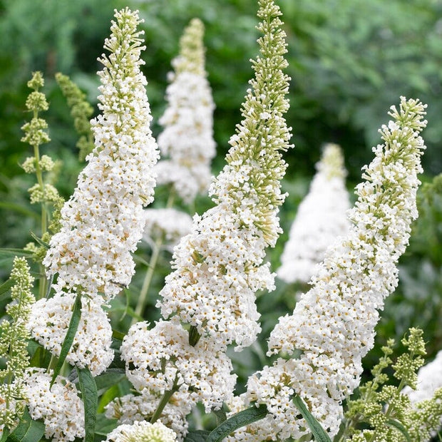 Buddleja davidii White Profusion | Butterfly Bush Shrubs