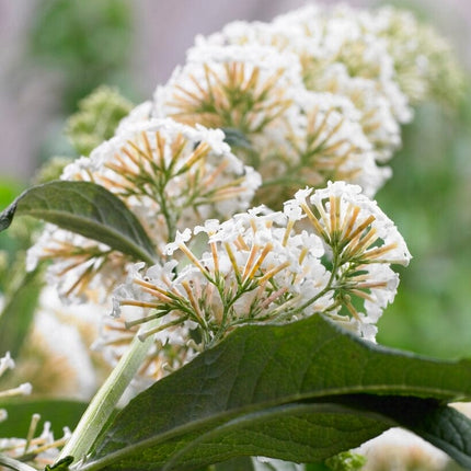 Buddleja davidii White Profusion | Butterfly Bush Shrubs