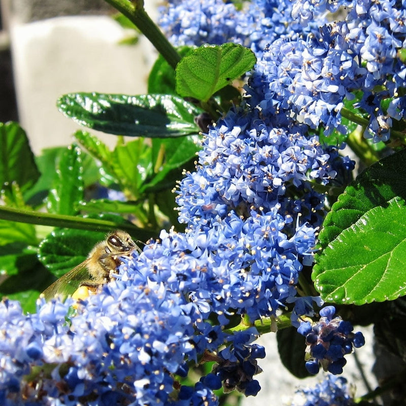 Ceanothus Southmead Shrubs