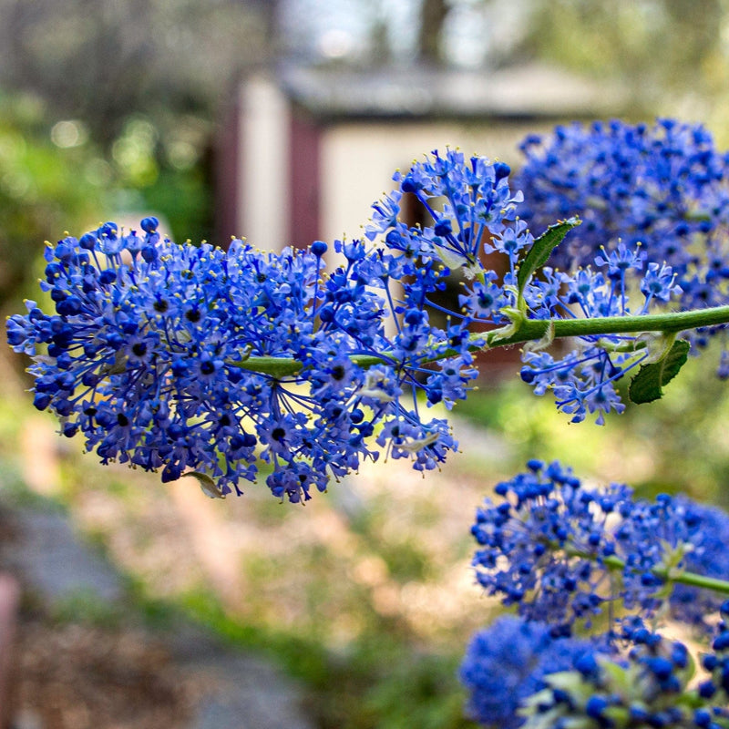 Ceanothus Southmead Shrubs