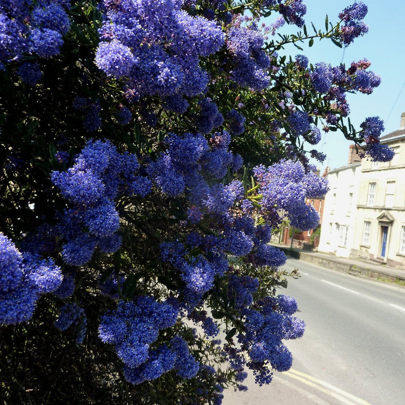 Ceanothus Southmead Shrubs