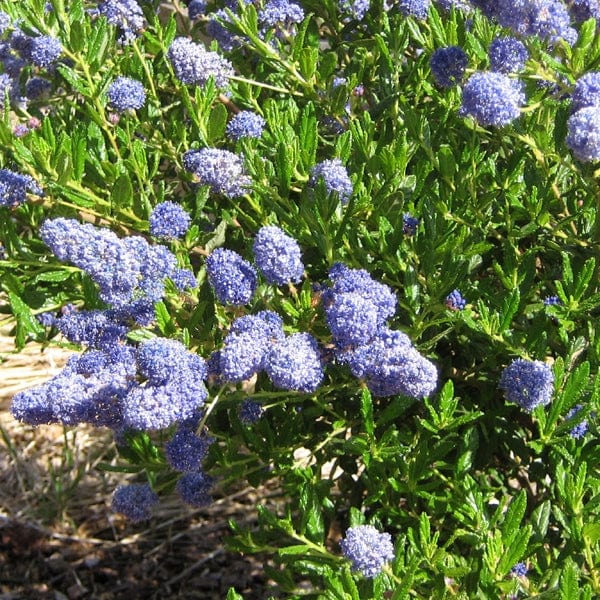 Ceanothus Southmead Shrubs