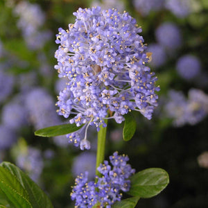 Ceanothus thrysiflorus Repens Shrubs