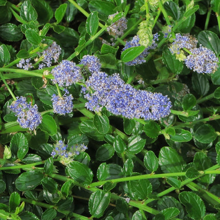 Ceanothus thrysiflorus Repens Shrubs