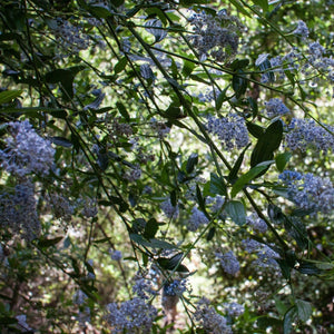 Ceanothus thrysiflorus Repens Shrubs