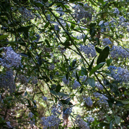 Ceanothus thrysiflorus Repens Shrubs