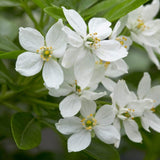 Mexican Orange Blossom | Choisya ternata Shrubs