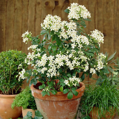 Mexican Orange Blossom | Choisya ternata Shrubs