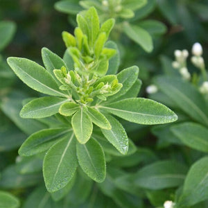 Mexican Orange Blossom | Choisya ternata Shrubs