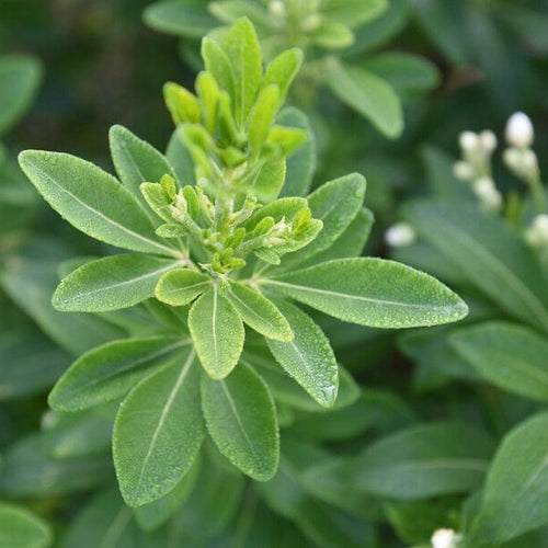Mexican Orange Blossom | Choisya ternata Shrubs