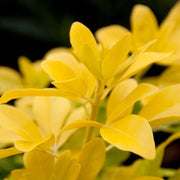 Mexican Orange Blossom 'Sundance' | Choisya ternata Shrubs