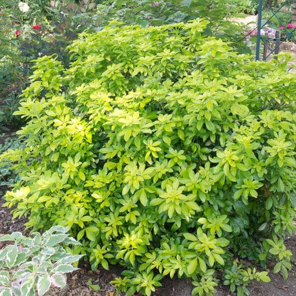Mexican Orange Blossom 'Sundance' | Choisya ternata Shrubs