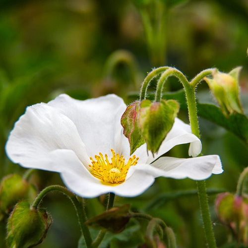 Cistus corbariensis Shrubs