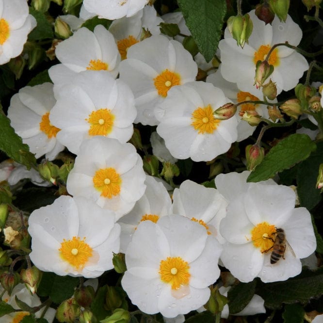 Cistus corbariensis Shrubs