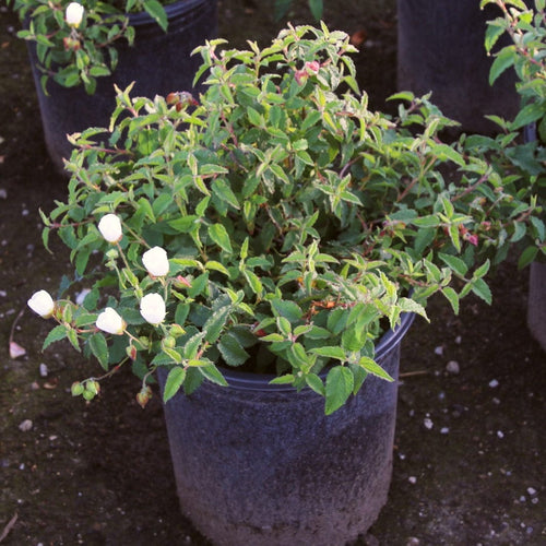 Cistus corbariensis Shrubs