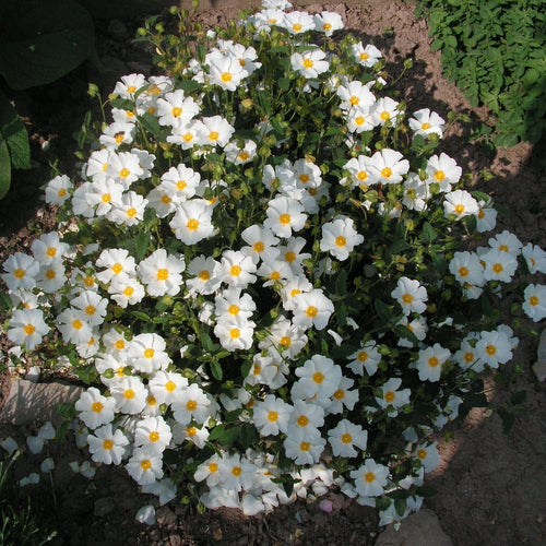 Cistus corbariensis Shrubs