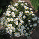 Cistus corbariensis Shrubs