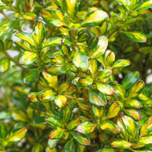 Coprosma Lemon and Lime Shrubs