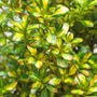 Coprosma Lemon and Lime Shrubs
