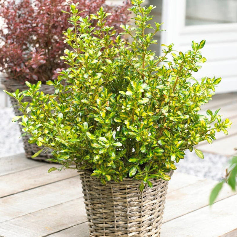 Coprosma Lemon and Lime Shrubs