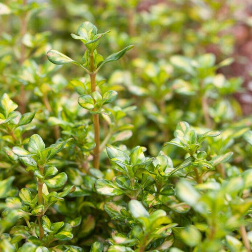 Coprosma Lemon and Lime Shrubs